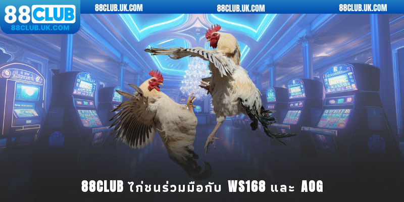 88CLUB ไก่ชนร่วมมือกับ WS168 และ AOG