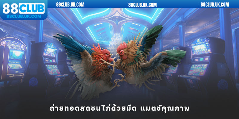 ถ่ายทอดสดชนไก่ด้วยมีด แมตช์คุณภาพ