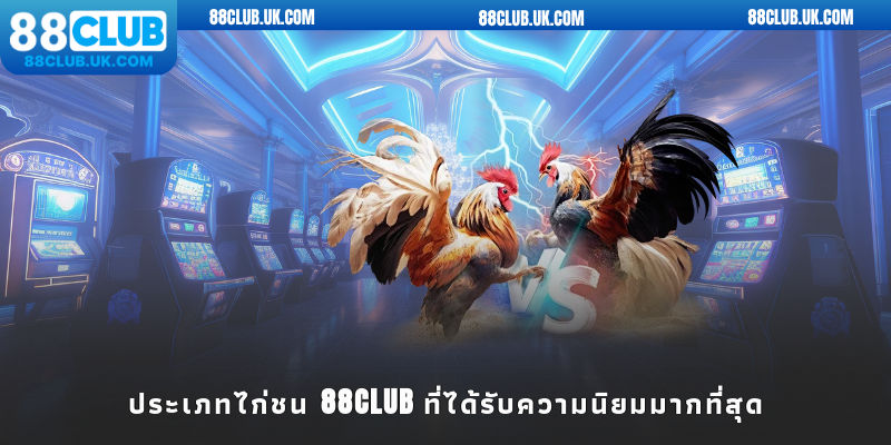 ประเภทไก่ชน 88CLUB ที่ได้รับความนิยมมากที่สุด