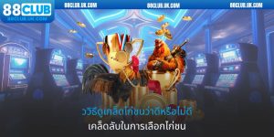 ววิธีดูเกล็ดไก่ชนว่าดีหรือไม่ดี - เคล็ดลับในการเลือกไก่ชน