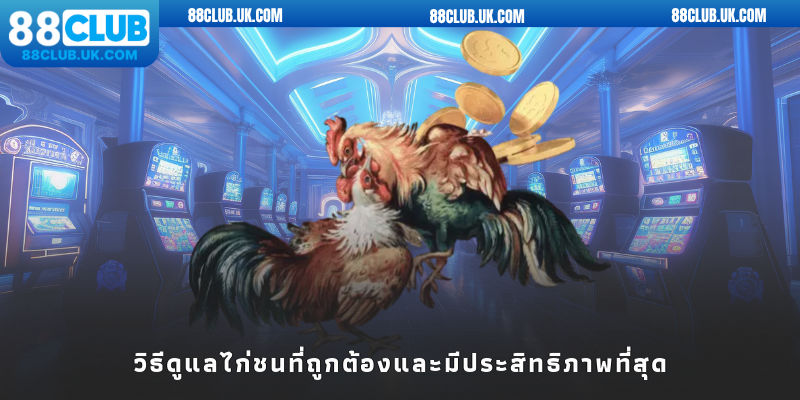 วิธีดูแลไก่ชนที่ถูกต้องและมีประสิทธิภาพที่สุด