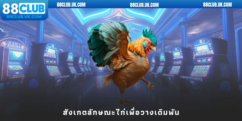 สังเกตลักษณะไก่เพื่อวางเดิมพัน