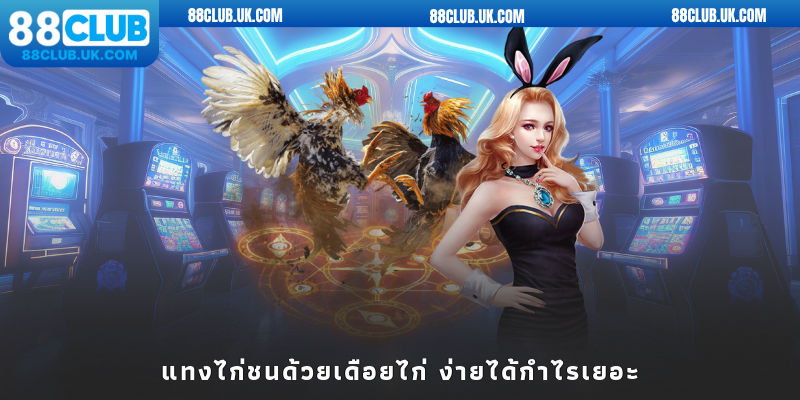 แทงไก่ชนด้วยเดือยไก่ ง่ายได้กำไรเยอะ