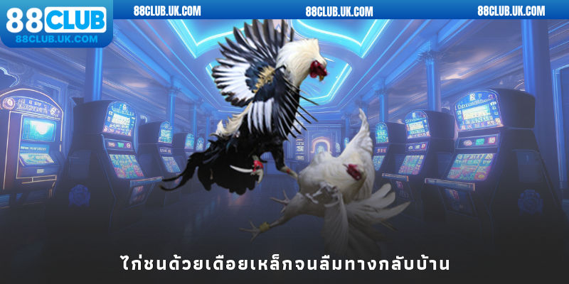 ไก่ชนด้วยเดือยเหล็กจนลืมทางกลับบ้าน