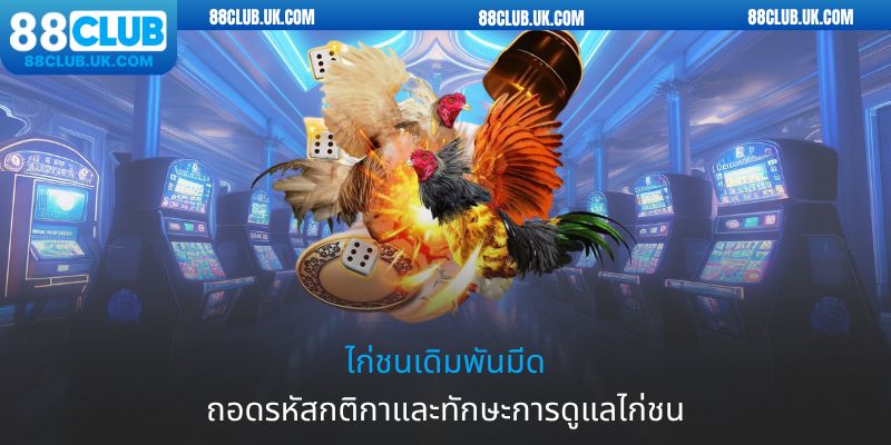 ไก่ชนเดิมพันมีด ถอดรหัสกติกาและทักษะการดูแลไก่ชน