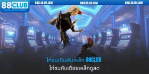 ไก่ชนเดิมพันเหล็ก 88club ไก่ชนกับเดือยเหล็ก ดูสด