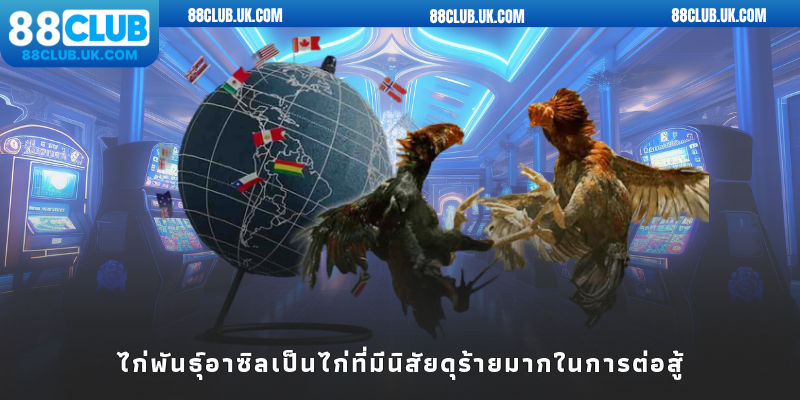 ไก่พันธุ์อาซิลเป็นไก่ที่มีนิสัยดุร้ายมากในการต่อสู้